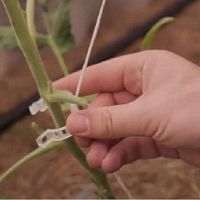 картинка Садовые клипсы (зажимы для фиксации) 25мм для подвязывания растений 100 шт от магазина Интерком-НН